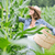Organic Gardener App