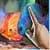 Touch Red Fish Blue Fish LWP free