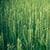 Green Wheat Live Wallpaper