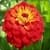 Zinnia Flowers Onet Classic Game