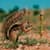 Animal Funny Wallpapers
