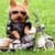 Funny Dogs Live