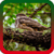 Whippoorwill Ringtones