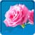 Rose Live Wallpapers Latest