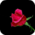 Crying Rose Live Wallpaper