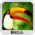 Birds Wallpapers by Nisavac Wallpapers