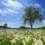 Dandelion Field Great Live Wallpaper