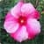 Hibiscus Flowers Onet Classic Game