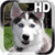 Puppy Husky Live Wallpaper