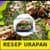 Resep Sayur Urap