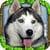 Stray Dog Simulator only