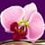 Nice Orchid Photo Collage
