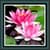 Live Wallpapers – Lotus
