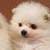 Dogs Wallpaper App