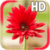 Gerbera Flower LWP