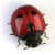 Beetle and Eggs