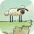 Home Sheep