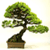 Bonsai Tree App
