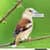 Ringtones and Sounds-Birds