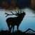 Deer around the world images and background 4K