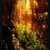 THE GREAT FOREST RIVER WALLPAPER