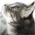 Cat Live Wallpaper HD
