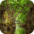 Bridge Reflection Live Wallpaper