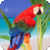 Beauty Birds Wallpapers 