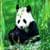 Real Panda Live Wallpaper