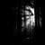 Black And White Forest Live Wallpaper