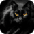 Gorgeous Black Cat LWP