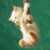 cats wallpaper funny