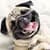 Dog Breed Quiz