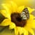 Butterfly Live Wallpapers Free