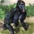 Angry Gorilla vs Dinosaur: Wild Jungle Battle