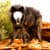 Animal Photo Editor