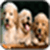 Animal Wallpaper_1