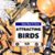 Attracting Birds
