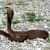 Live Wallpaper Snake Free