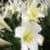 Spring and Pink Easter Lilies wallpaper HD