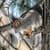 Winter Squirrel Live Wallpaper
