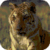 Tiger Resting Live Wallpaper
