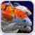 Koi Carp Aquarium 3D Wallpaper