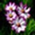 Flower photo  of wallpaper