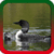 Loon Ringtones