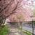 Sakura Blossom Live Wallpaper