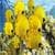 Yellow Wallpaper Free