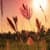 Nature Live Wallpaper 43