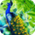 Gorgeous Peacock Live Wallpaper