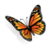 Butterfly Wally